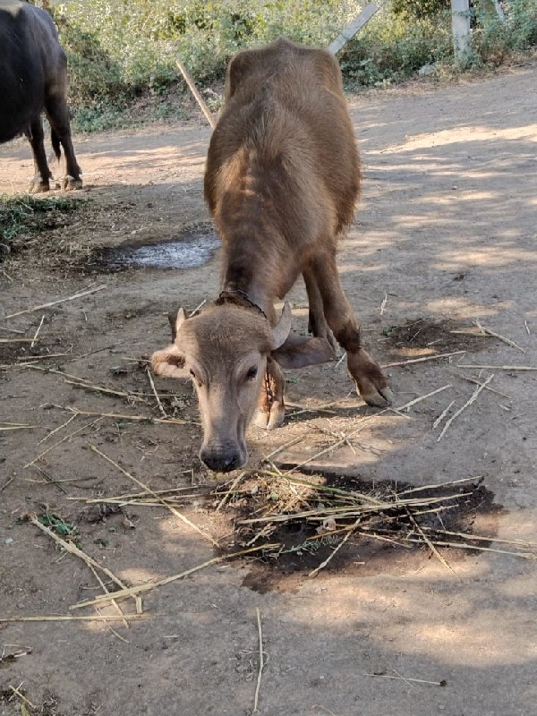 સાટા કરવા છે પા...