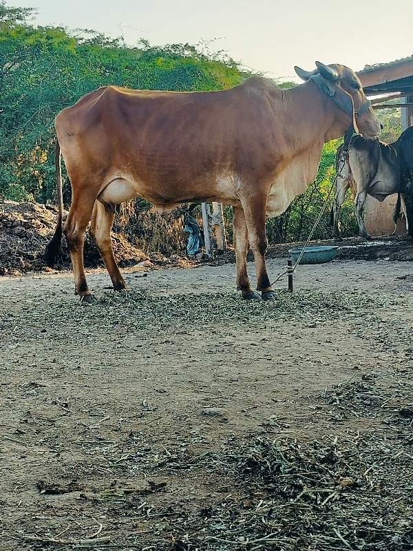 ગાય વેચવાની છે