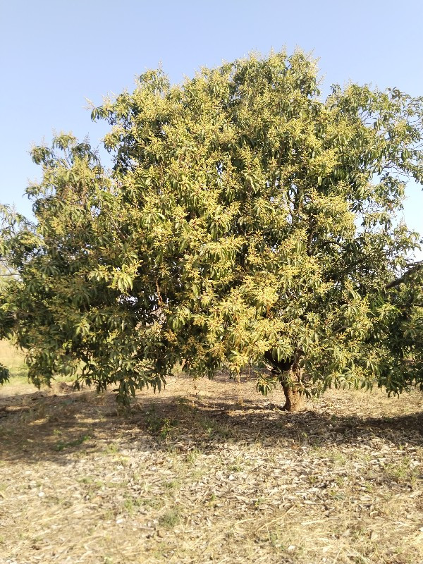 ઇજારો દેવાનો છે