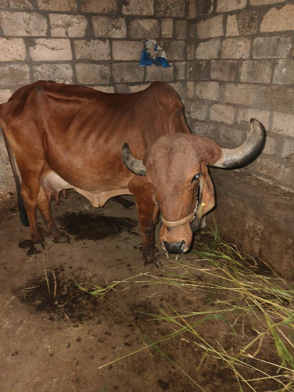 ગાય વેચવાની છે