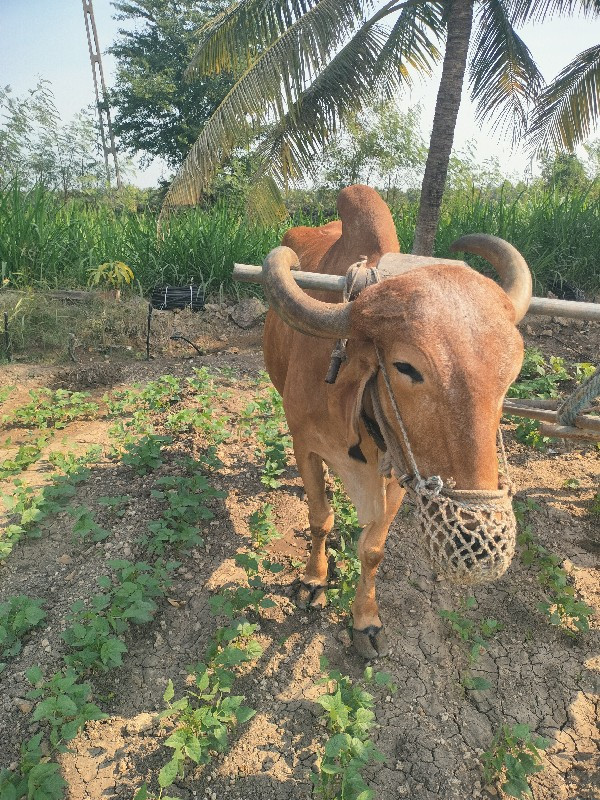 બળદ