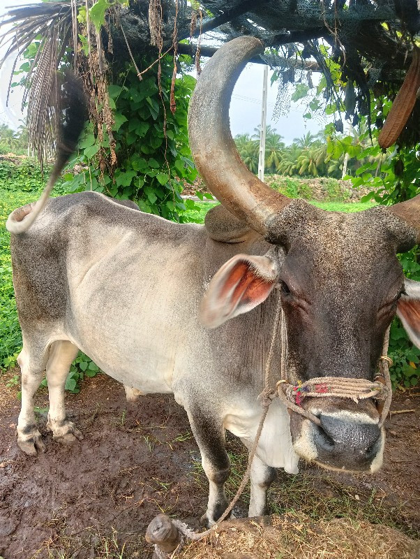 બળદ વેચવાનો છે