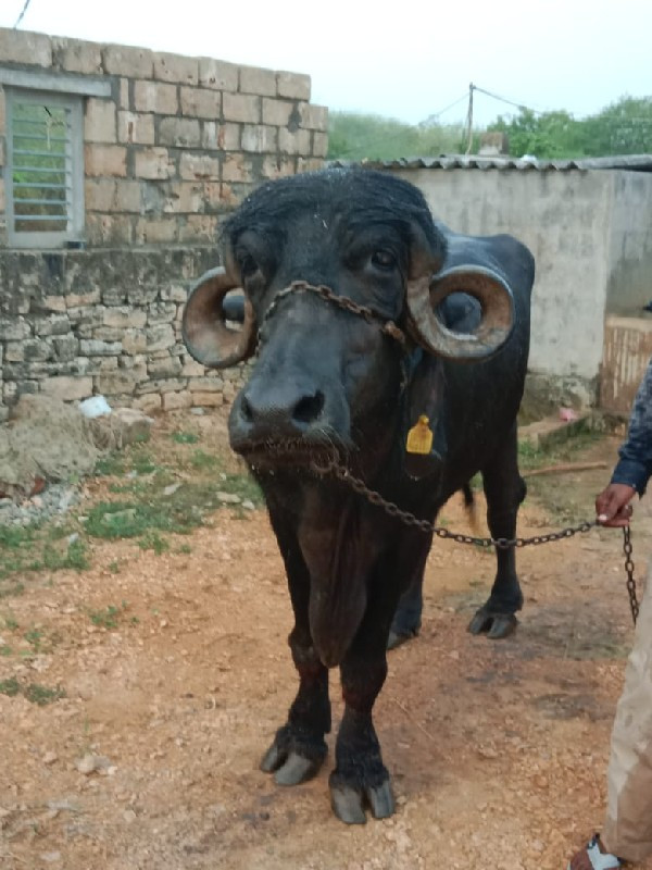 આ વેચવાની છેેેે...