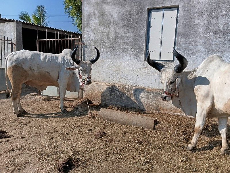 બળદ વેસવા ના છે