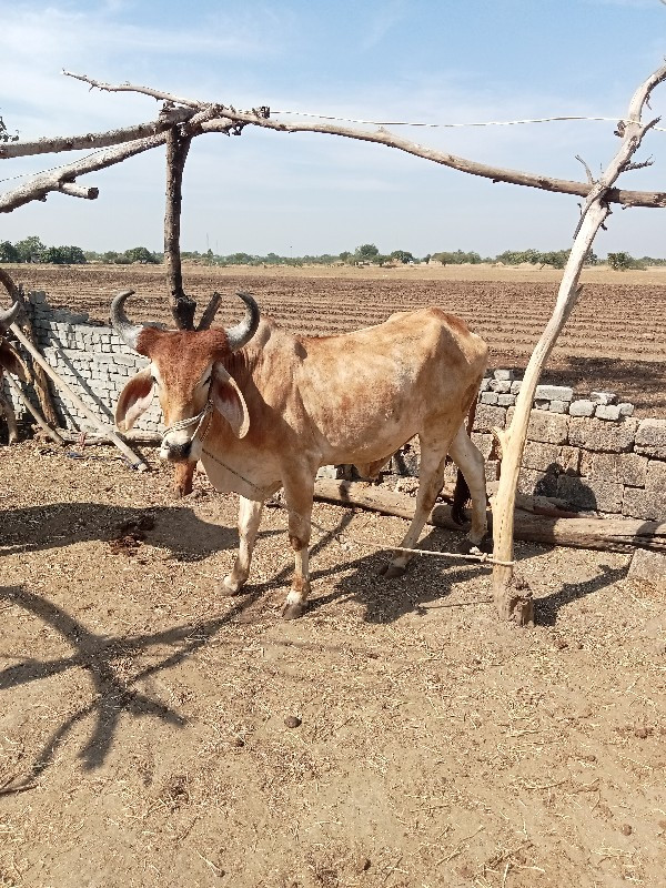 બળદ વેચવાનો છે