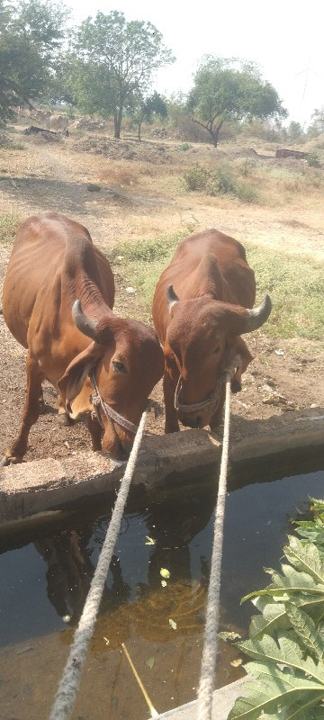 પેલી ધરના કોડલા