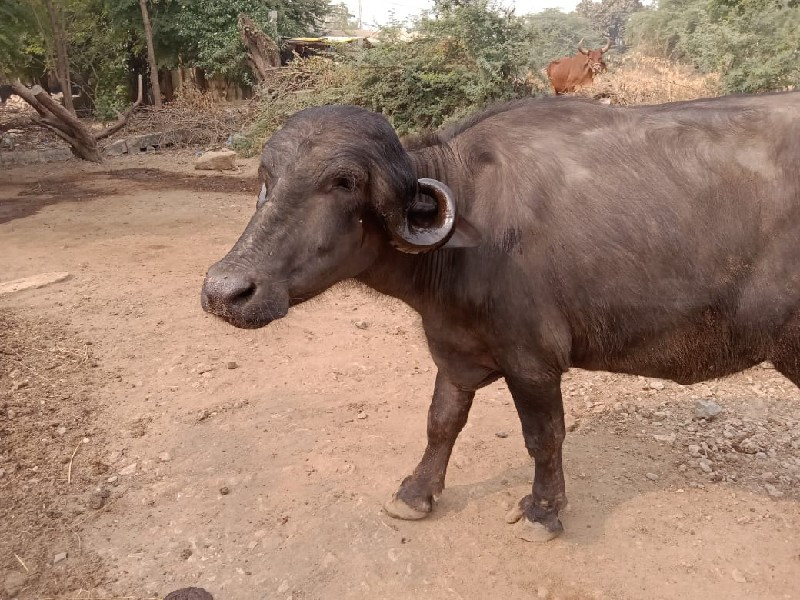 આ ખડેલી વેચવાની...