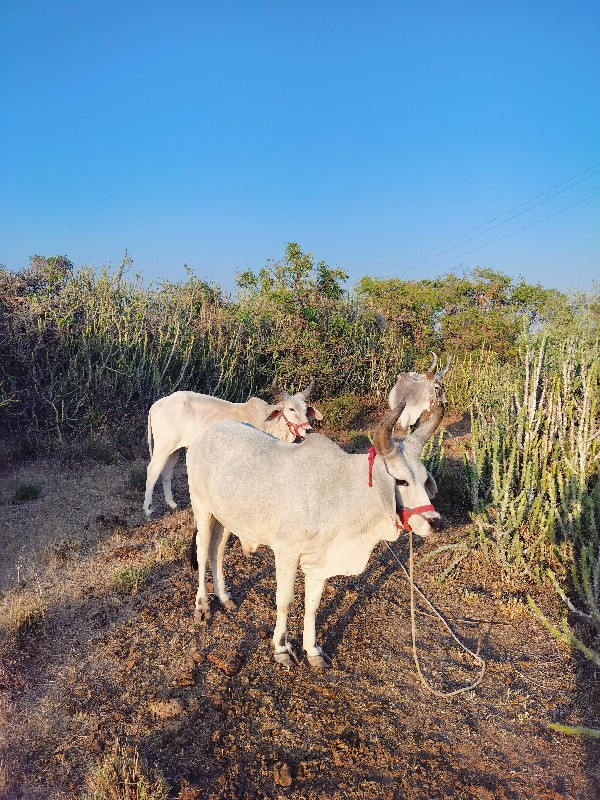 વડિયારા ગોધલા વ...