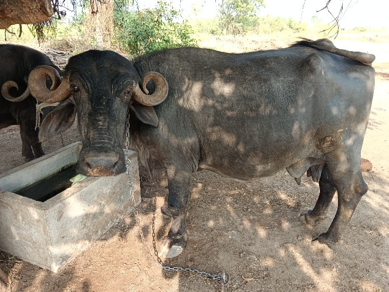 ભેંસ વેચવાની છે