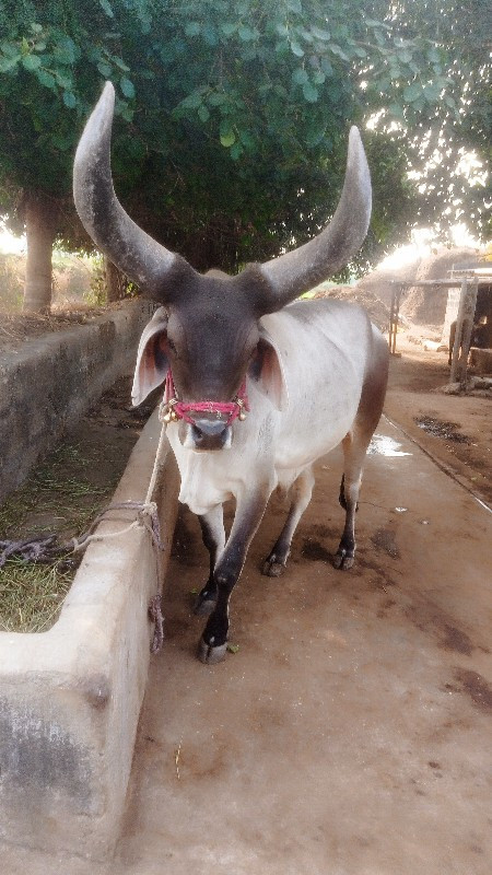 આ બળદ વેચવા નો...