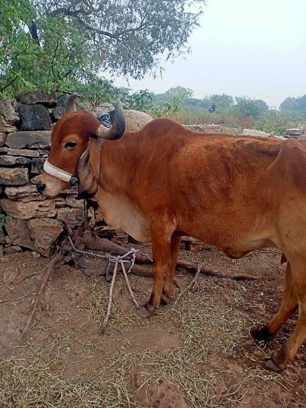 ગાય વેચવાનિ શે