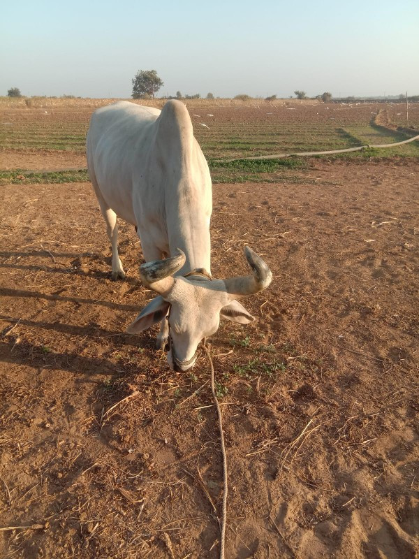 બળદ વેચવાના છે