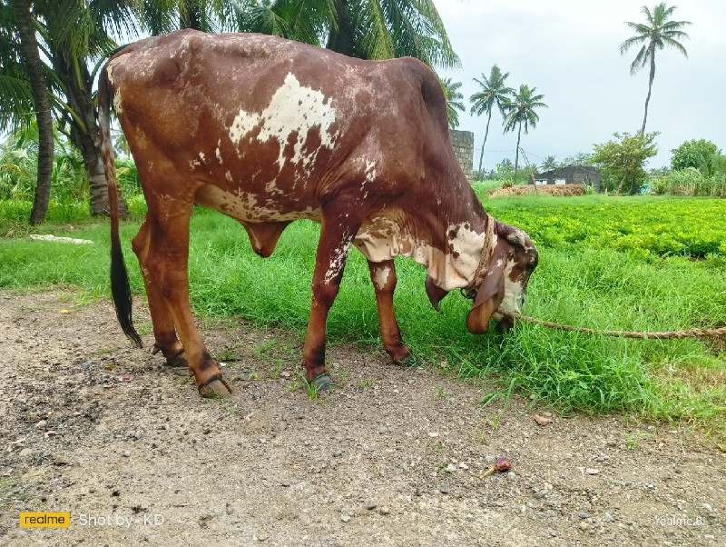 ગિર વાચડિ વેચવા...