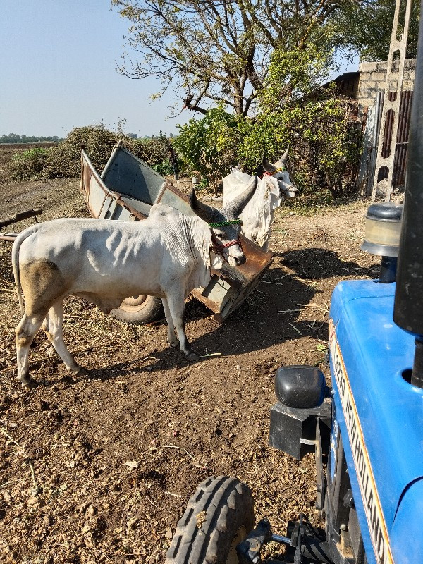 વાછડાવેચવાનાછે