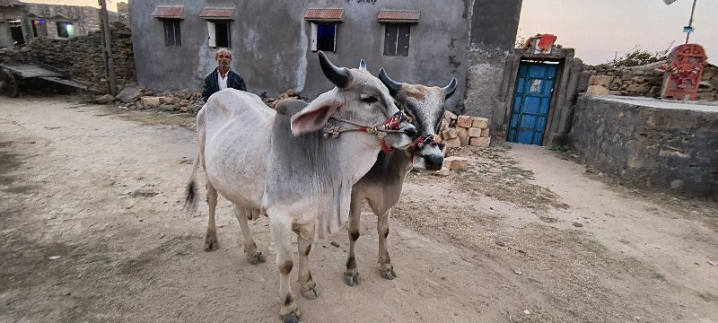 ગોઢલા વેચવાના છ...