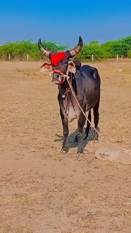 મારવા દેવાની ટો...