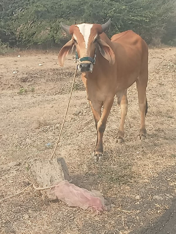 ચાર રાતે ગોદલા...