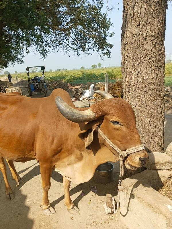 વેતર ૨
૧૫ દિવસ...