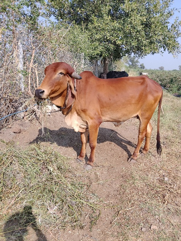 સાટુ કરવાનુ છે