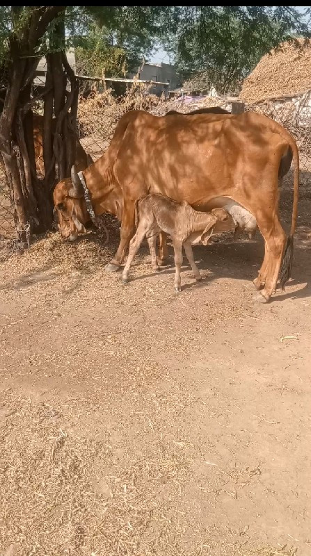 ગાય વેચવાની છે...