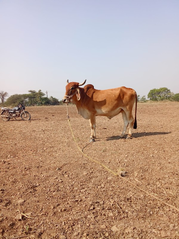 ઘોધલો વેચવા ના...