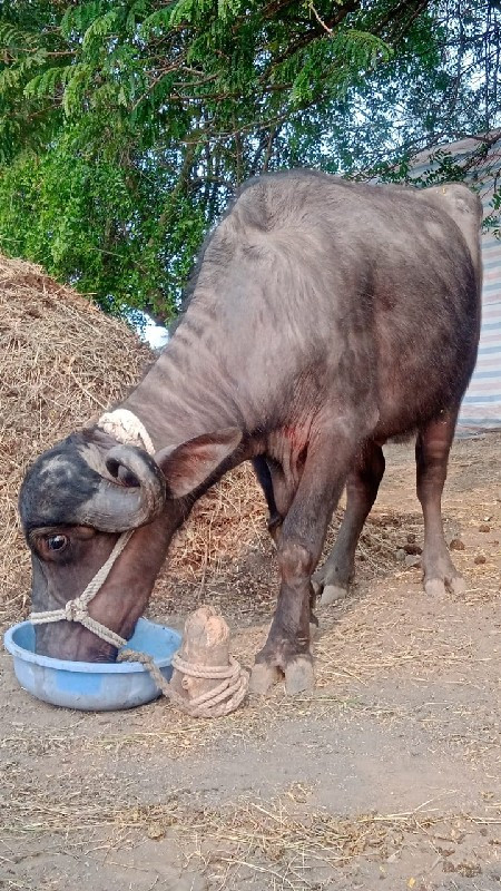 વેચવાનુ છે