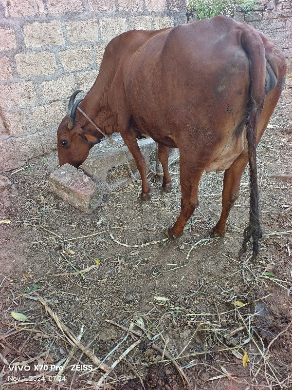 જર્સી ગાય વેચવા...