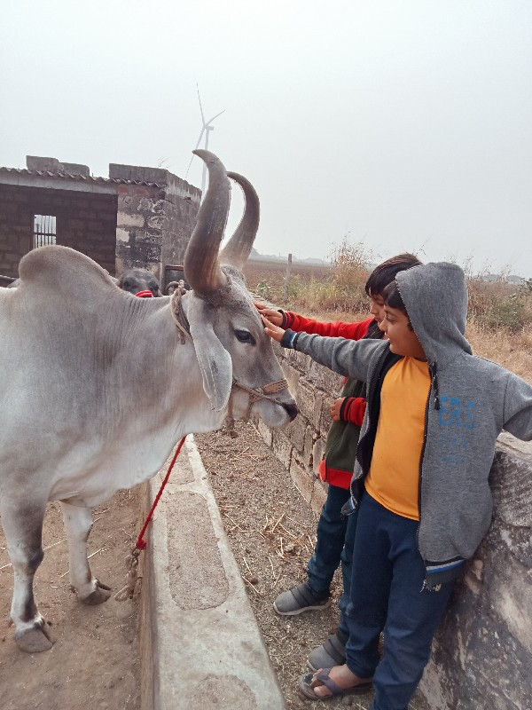 2વાવની ,ફુલ જવા...