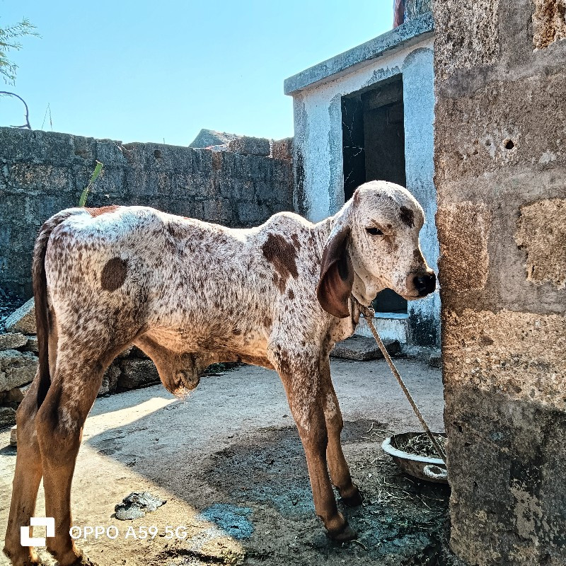 કાબરો ગીર વાષડો