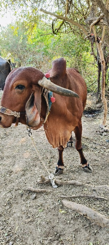 ગોરી ગાય વેચવાન...