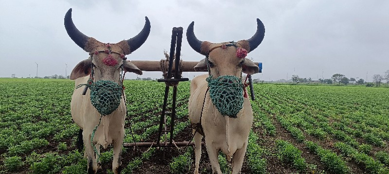 ગોઢલા બળદ વેચવા...