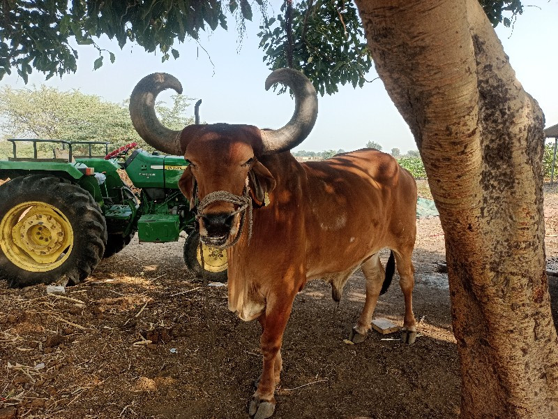 બળદ વેચવાનો છે.