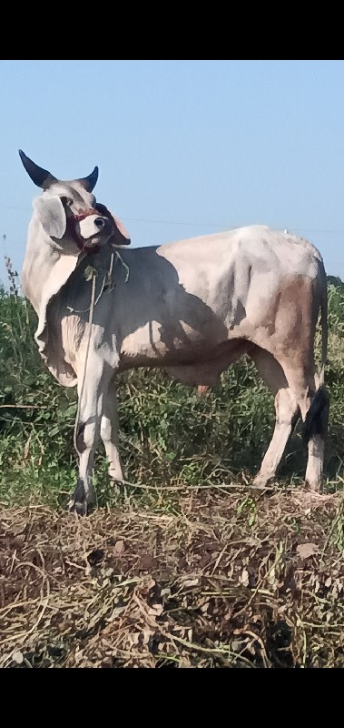 શોખીન માણસના કા...