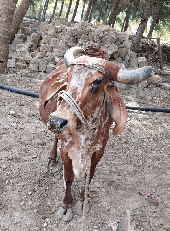 ગાય વેચવાની છે.