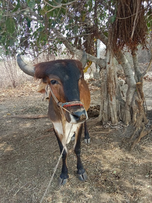 બળદ વેશવના સે