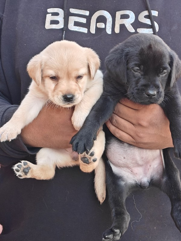 Labrador pup