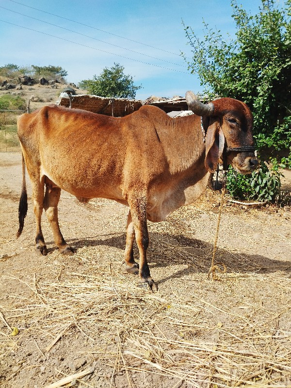 બે ગાયુના સાટામ...