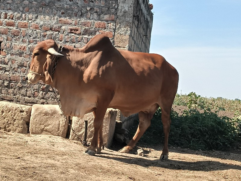 વેચવાની