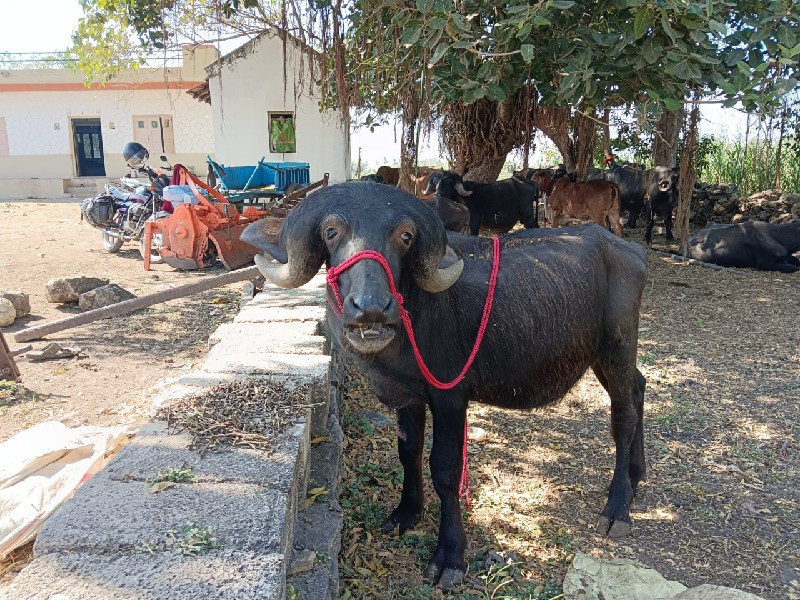 પાડો વેચવાનો છે...