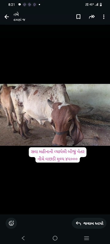 ગીર ગાય અને વાછ...