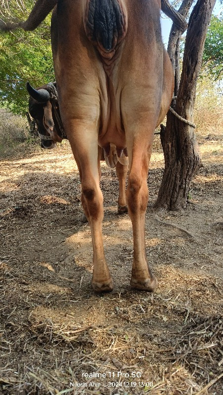 ગાય વેચવા ની છે