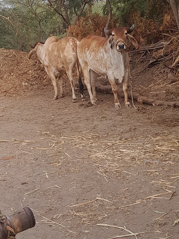 ગોઢલા