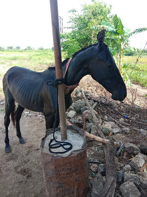 આ વછેરો વેચવા ન...