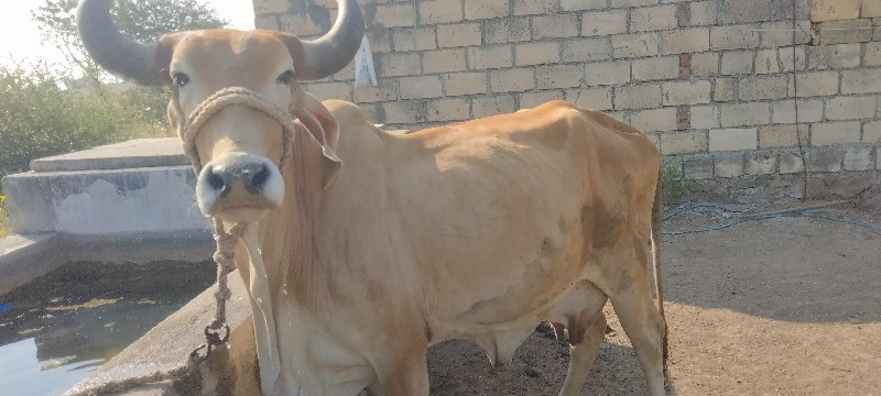 ગાય