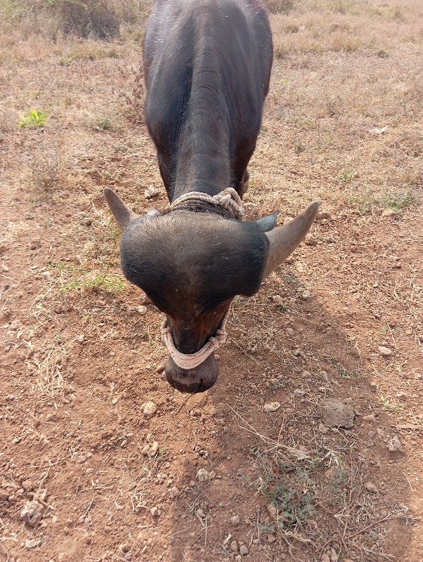 પાડો વેચવાનો છે