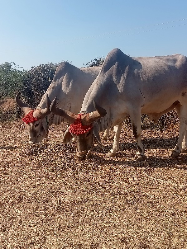 બળદ વેચવાના છે