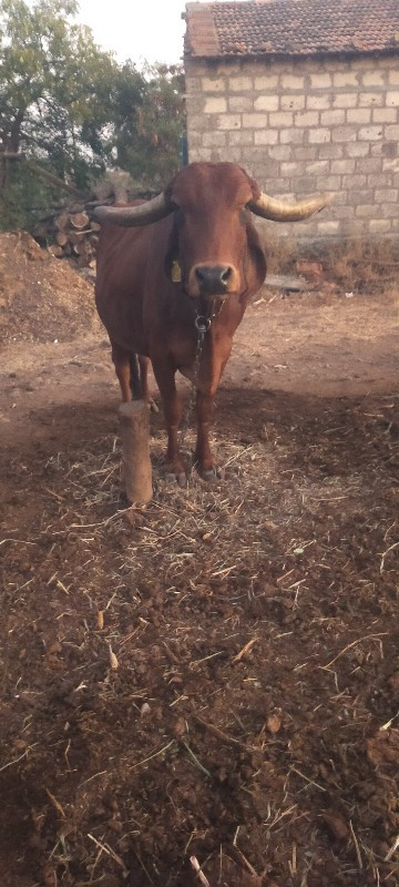 ગાય