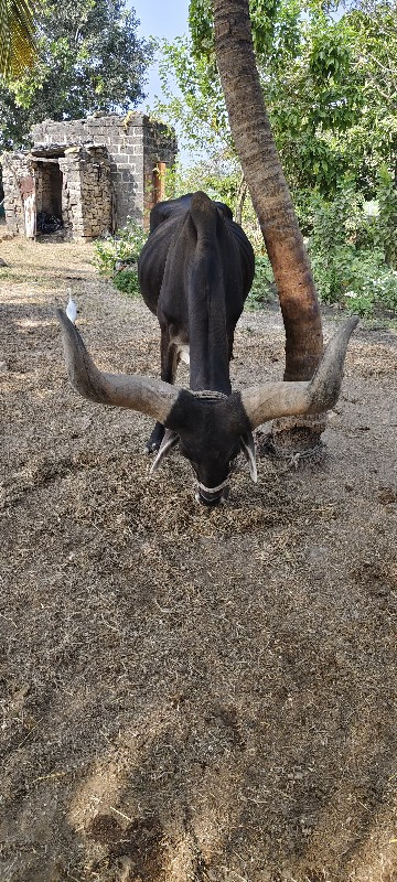 બ‌ળધ વેચવાના છે