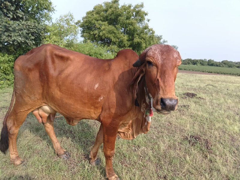 ગીર ગાય વેચવાની...