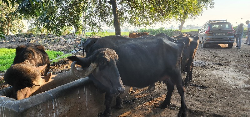 વેશવાનિછે દસ દી...